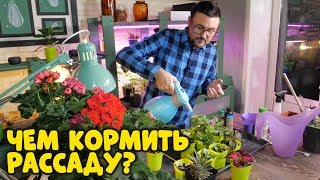 БЫСТРЫЙ СПОСОБ ПОДКОРМКИ РАССАДЫ! Подкормка по листу