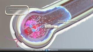 Почему седеют волосы и как действует средство от седины REPAREX?