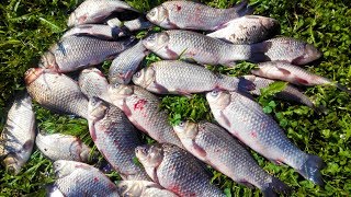 Ловля карася руками в кустах