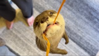カワウソ式筋肉トレーニング法 Otter and muscle training!
