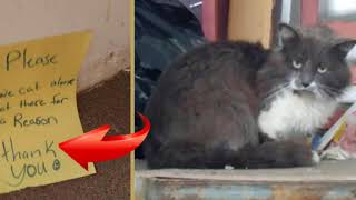 "Кота — не спасать! Он сидит тут по важной причине!"
