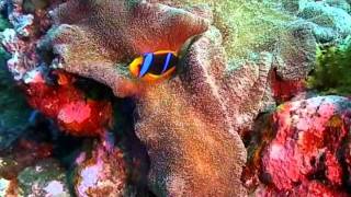 Подводные съёмки Махонина Максима ,Yap Island, Chapter 3
