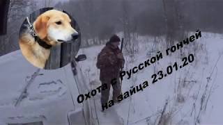 Охота с Русской гончей на зайца 23 01 20