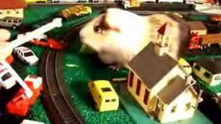 Attack of the Guinea Pig!