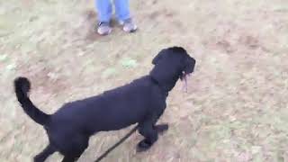 Topanga teen pup plays with a toy