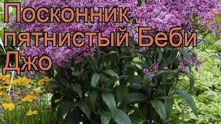Посконник пятнистый Беби Джо ? обзор: как сажать, рассада, саженцы посконника Беби Джо