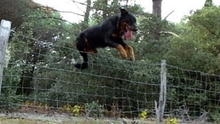Happy's Dogs