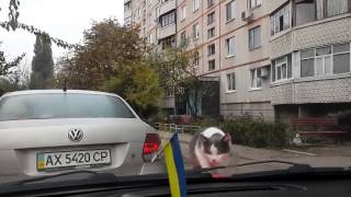 Прикол с котом!