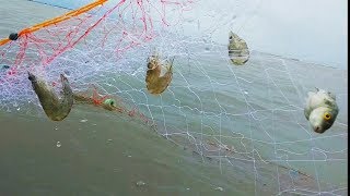 Menjaring udang guna jaring baru lihat hasilnya lumayan