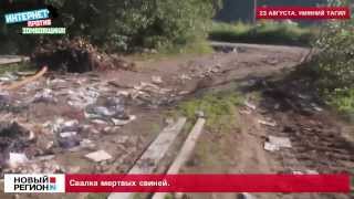 Свалка мертвых свиней.