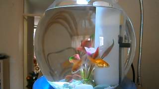 Goldfish Bowl