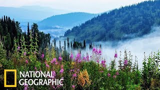 Дикая природа России: Сибирь | Фильм 1 из 6 | (National Geographic)