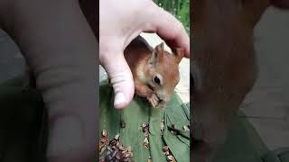 Опять ловлю Копию Длинноухого / Again I catch a Copy of the Long-Eared