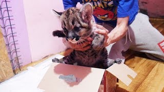 РАСПАКОВКА ГОРНОГО ЛЬВА. Первый день котёнка пумы в новой семье / Cougar kitten’s first day