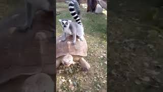 Unlikely companions: Lemur rides turtle in St Petersburg Zoo! #lemur #turtle #Russia #shorts