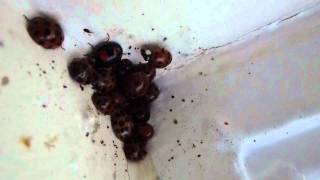 Hebernating - Ladybirds - Asíubjöllur - Maríuhæna - Maríubjöllur í vetrardvala - Pöddur