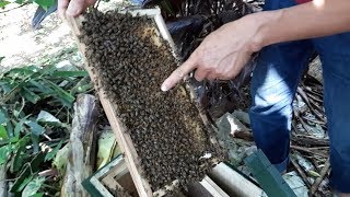 Xin giới thệu với các bạn đây là ong mật quảng ninh các bạn nhé!!