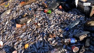 Huge amount of dead fish float dead by Lebanese port