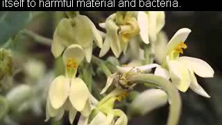 moringa benefits side effects