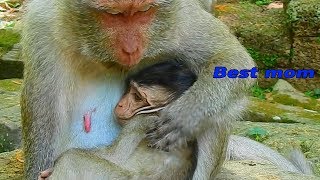 Best mom Queen great take care baby / Monkey Post