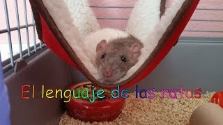 El lenguaje de las ratas -conoce a tu rata-