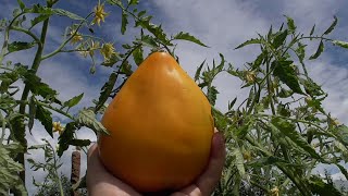 Каталог семян томатов 2022 года.