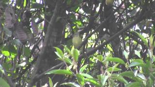 Birds of Brazil - Flycatchers, Tyrannulets, Tyrants