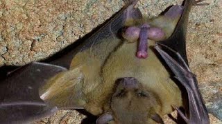Amazing animal mating video. Bat  playing.