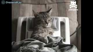 Котяра снимает стресс