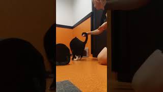 Bucky Boy #clevercat #AvailableForAdoption