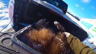 Охота #188 загонная на кабана с лайками