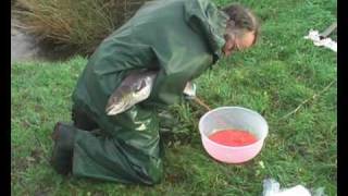 River Carron Restoration - salmon egg stripping