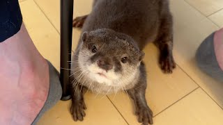 赤ちゃんに爆笑されすぎてしまうカワウソ Otter gets too much laughter from baby