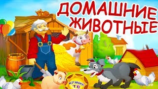 Домашние животные и окружающий животный мир. Познавательное видео про животных. В мире животных.