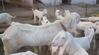 rawalpindi main 22.09.2019 rajanpuri bakrey bakriyan breeder teda nachan cheap sale 03333633362