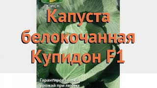 Капуста белокочанная Купидон F1 (kupidon f1) ? обзор: как сажать, семена капусты Купидон F1