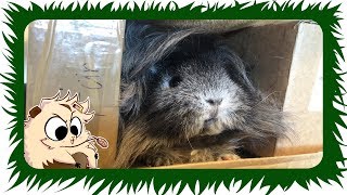 Es gibt kein Entkommen für die Meerschweinchen ? Danke ? | Die Meeries