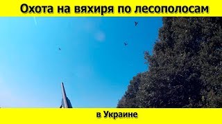 Охота на вяхиря (лесного голубя) по лесополосам
