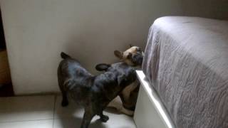 perros culpables despues de romper carta