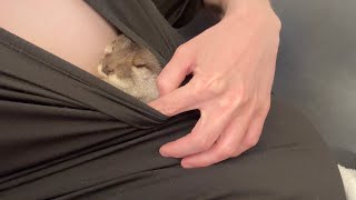 体勢をコロコロ変えても着てる服の中から出てくれないカワウソ The otter that won't come out of the clothes I'm wearing.
