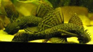 My big adult Bristlenose pleco / Antennenwelse (Ancistrus) [2/3]