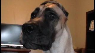 Darla the Great Dane is Worried