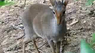 Dik-Dik at Cameron Park Zoo
