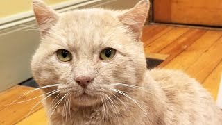 USPS mail carrier builds cardboard shelter for stray cat