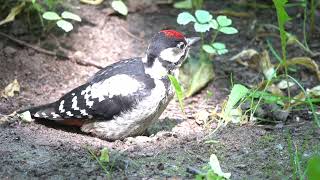 Дятлу жарко, дятлу нужна вода / Woodpecker needs water
