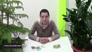 Инсектициды / как бороться с вредителями? (Insecticides)
