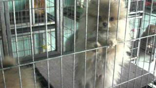 Dog Shop в Китае Lianyungang 2010
