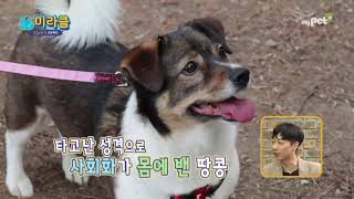 [싹튜브] 서종예 마이펫TV동물교감치료 프로젝트 미라클 서종예 조준혁교수 테라피독 심사