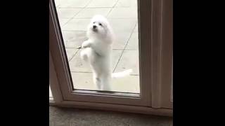 ??Funny dance of dog/stand up with two legs