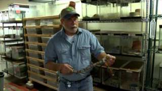 Step Into The Wild (Reptiles & Amphibians)